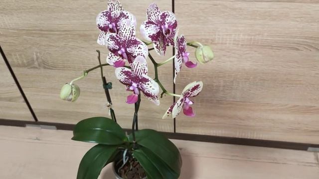 Орхидея фаленопсис Frontera (Фронтера) 2024 г декабрь смотреть онлайн