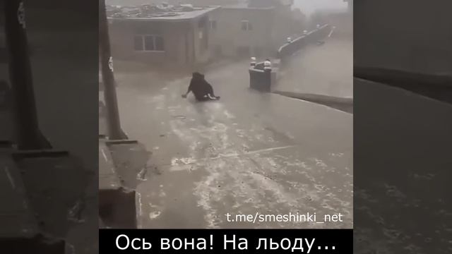 Реальная корова на льду, как корова дрифтила, smile, cow, pricoly, гололед и корова, прикол) смотреть онлайн