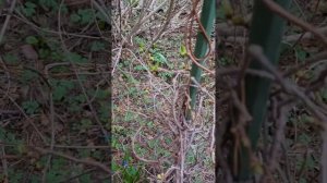 Китайский лимонник! ОТВЕТ! Посадка! Размножение! Уход!🌱#сад #огород #дача #мойсад #советы #блогер