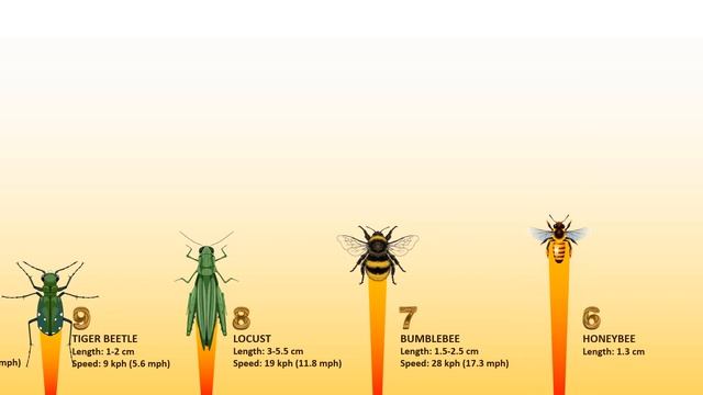 10 Fastest Insects In The World смотреть онлайн