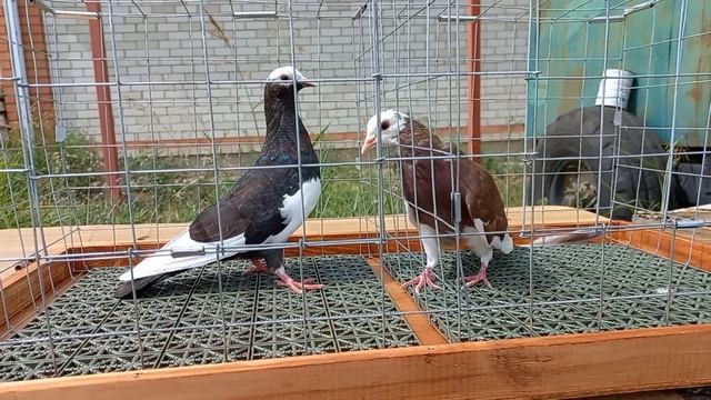 Этих голубей искал 3 года. Купил за 25 000 рублей.