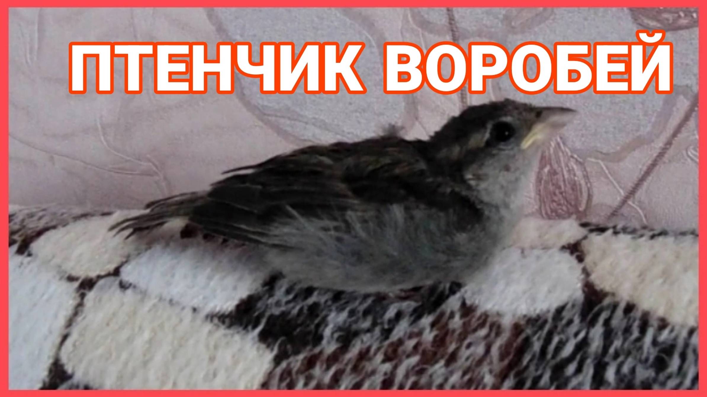 У Птенца Воробья есть любимый пледик смотреть онлайн