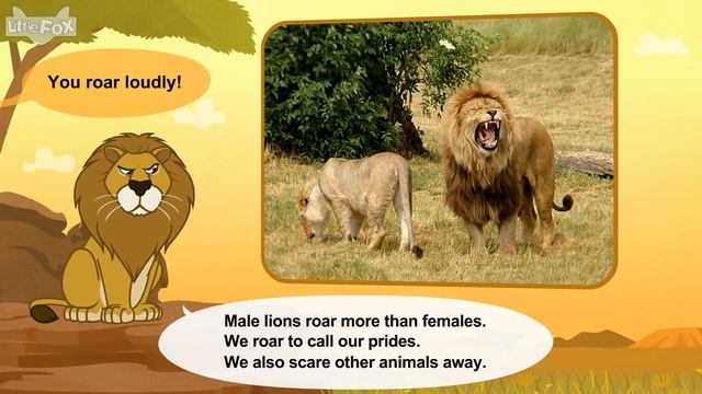 Meet the Animals 29_ African Lion _ Level 2 _ By Little Fox смотреть онлайн