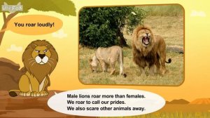 Meet the Animals 29_ African Lion _ Level 2 _ By Little Fox