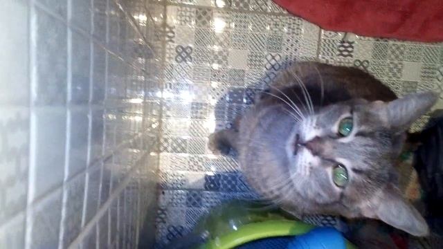 Кошка решила, что хозяйка тонет. смотреть онлайн