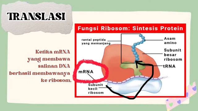 TUGAS BIOLOGI SEL TRANSLASI смотреть онлайн