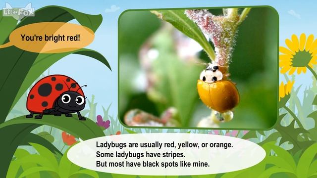 Meet the Animals 21_ Ladybug _ Level 2 _ By Little Fox смотреть онлайн