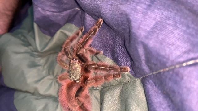 Caribena versicolor Tarantula смотреть онлайн