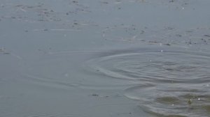 КАРАСЬ на поплавочную удочку, в заросшем водорослями водоёме, рыбалка на карася