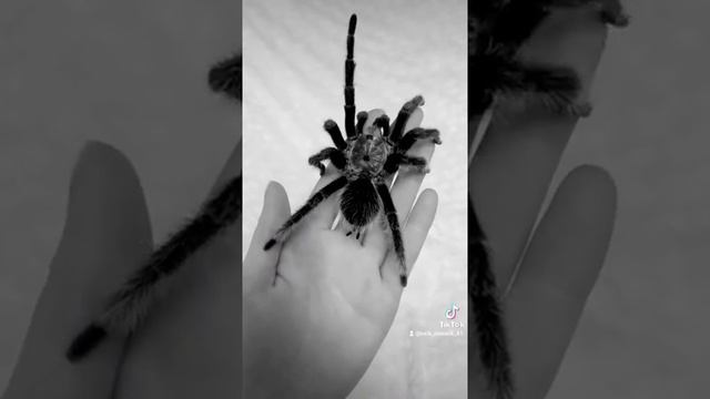 Brachypelma Albopilosum. смотреть онлайн
