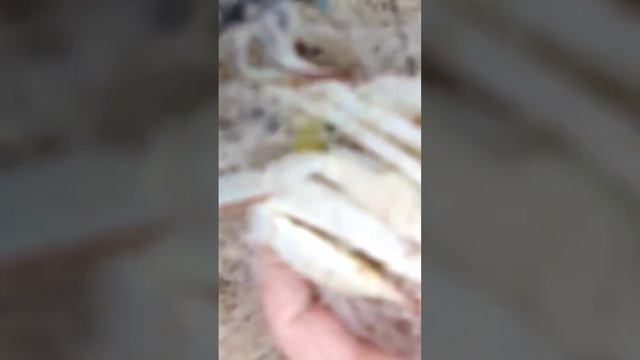 Спасаем краба из сетки нашла в океане. Пхукет за 50 тысяч рублей с перелетом. @tutsi-dieti смотреть онлайн