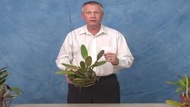 Anthocyanin смотреть онлайн