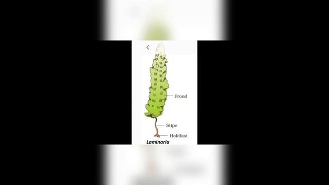 #60 NEET__Brown Algae (Laminaria)(याद करें) смотреть онлайн