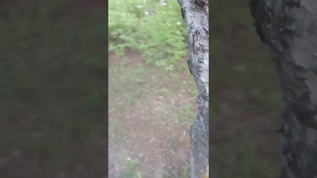 лес там мы зделали шалаши ! и берёзовый сок но все прервалось изо того существа смотрите скорее !!! смотреть онлайн