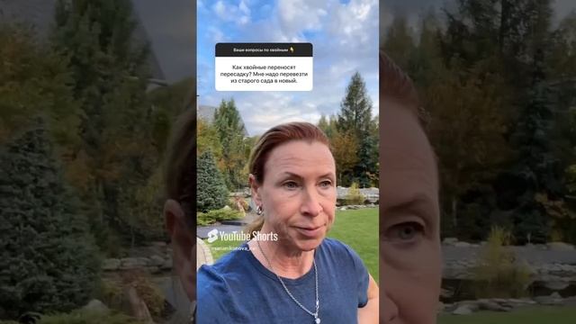 Как хвойные переносят пересадку. смотреть онлайн