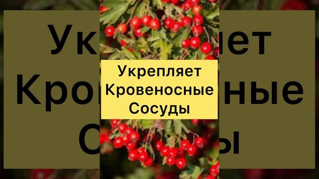 Отзывы о блюдах