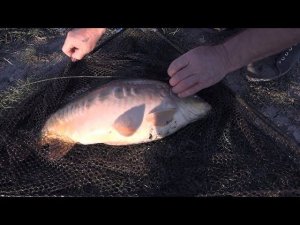 Ловля карпа и леща на прудах, осенняя рыбалка 2018