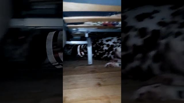 Далмация Лейка - ПОДКРОВАТНЫЙ МОНСТР смотреть онлайн