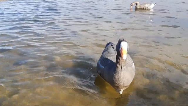Плавающие чучела гусей и уток на воде. 