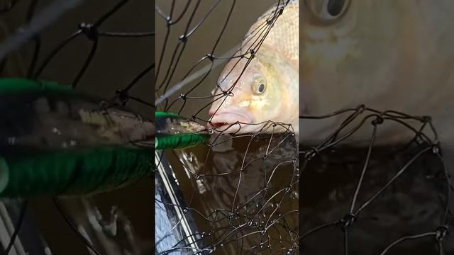 Вот такой большой лещ взялся на спиннинг, очень редкое явление.