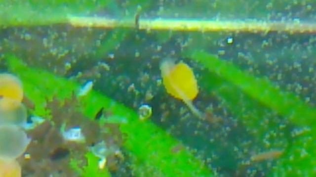 LDA08 Ancistrus Claro FRY