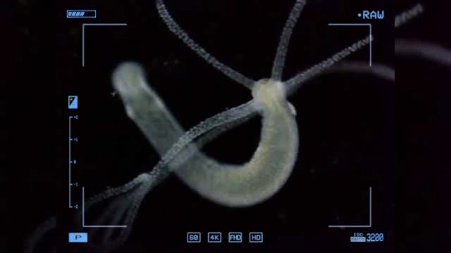 Three immortal creatures that fascinate scientists. I Planaria I Hydras... смотреть онлайн