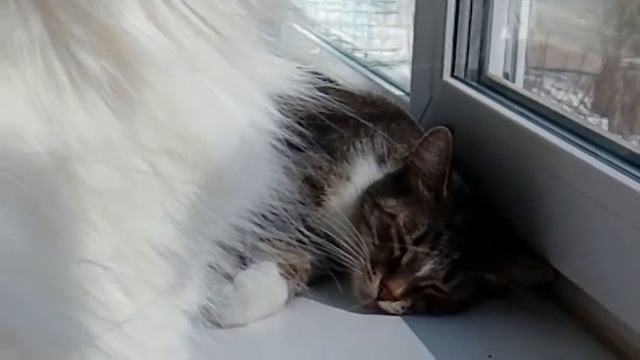 Солнце, кошки и цветы. Сердитый кот. #cat #кот смотреть онлайн