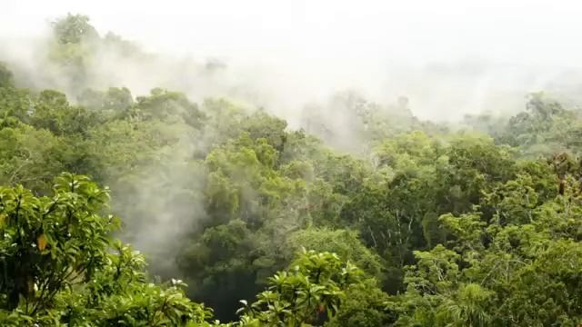 Rainforest Helps Focus( 2 Hours ) #relaxing #focus смотреть онлайн