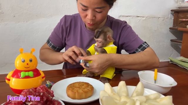 Baby Monkey Tina Really Liked The Gift Her Mother Gave Her On Mid-Autumn Festival.