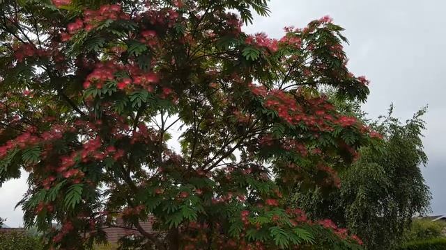 Albizzia смотреть онлайн