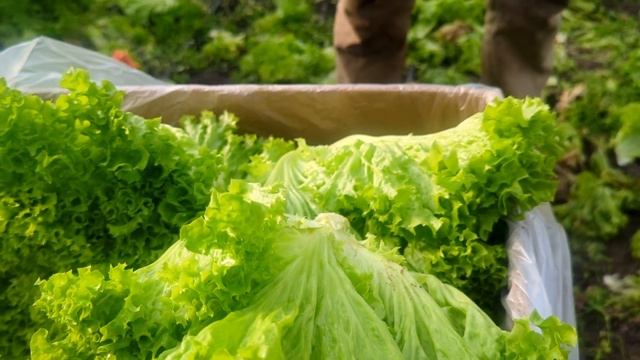 Белая гниль на салате огородном.Выращивание салата листового Лолло-Бионда в теплице. смотреть онлайн