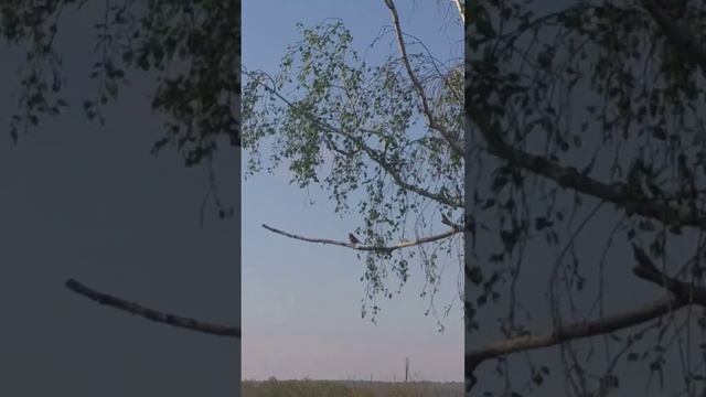 Горихвостка обыкновенная смотреть онлайн