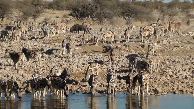 What do Zebras Eat - Zebra Diet in the Wild and Captivity смотреть онлайн