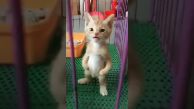 Маленький котёнок стоит на лапках и жалобно мяукает смотреть онлайн