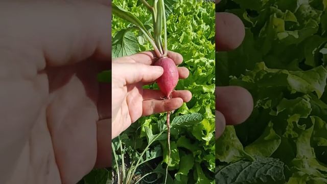 Редиска , сбор, цветение. смотреть онлайн