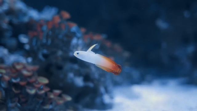 Ocean Life and Nature Documentary - Amazing Underwater Marine Life Documentary.🐋🏞️🌊 смотреть онлайн