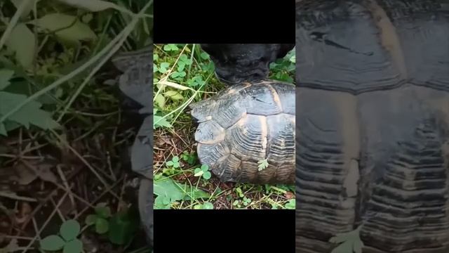 Тартилла 😄 смотреть онлайн