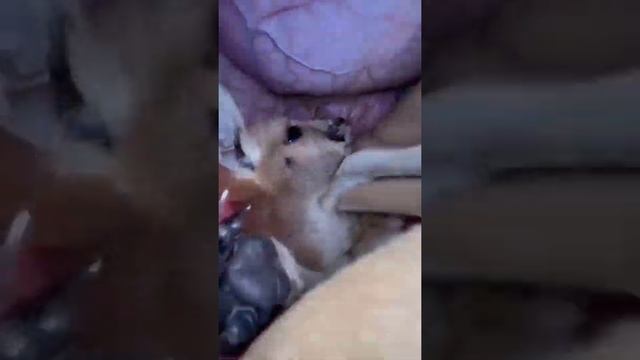 How does a baby kangaroo drink milk it's mother's pouch you probably haven't seen it see the and смотреть онлайн