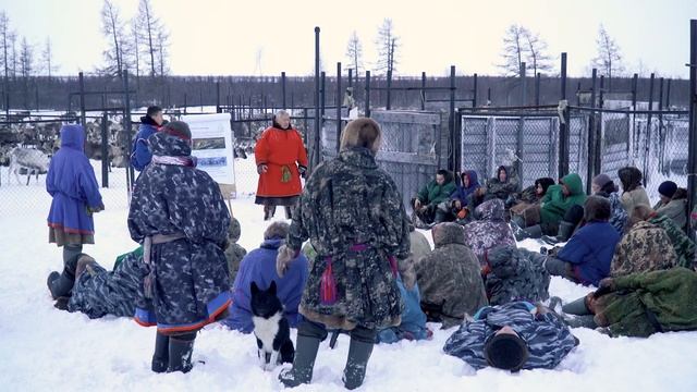 Около 1500 оленей бригады №15 МОП «Ярсалинское» отобраны на убой смотреть онлайн