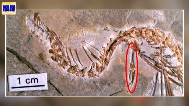 Животные мутанты