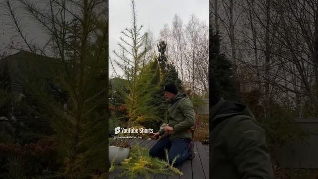 Обрезаем лиственницу с Андреем Дарусенковым. смотреть онлайн