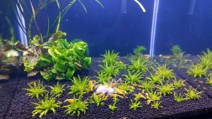 Креветка Желтый неон - Содержание и разведение в аквариуме!