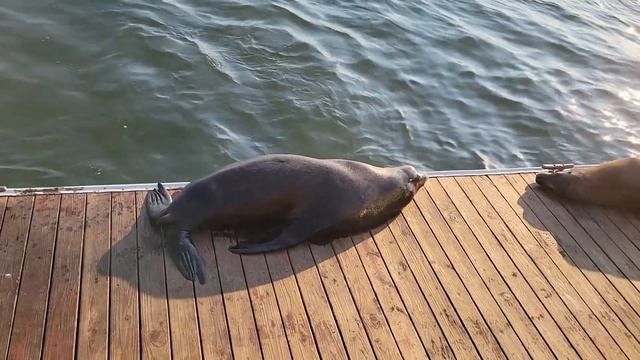 Bodega bay концерт тюленя на закате и место съемок фильма «птицы» смотреть онлайн