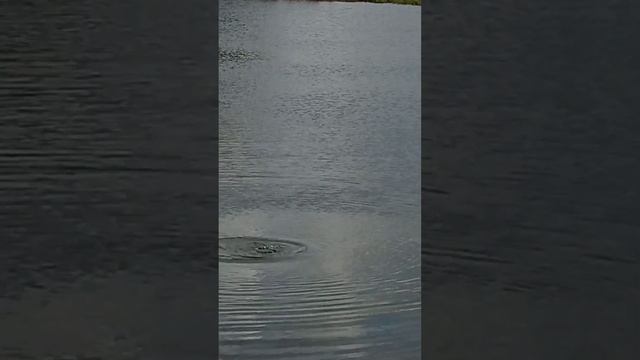 Утка Лысуха ныряет в воду смотреть онлайн
