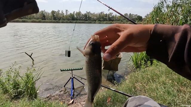 ПОПАЛ НА КЛЁВ КАРАСЯ, ХОРОШИЙ УЛОВ РЫБЫ, ЛОВЛЯ НА ФИДЕРНУЮ СНАСТЬ смотреть онлайн