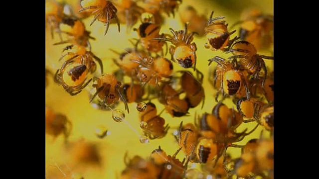 spider rap смотреть онлайн