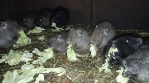 ОВОЩЕЙ для НУТРИЙ больше нет ... 9.11.24