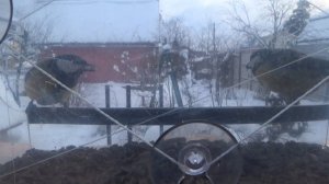 У кормушки / Новый обогреватель / Замерзаем в доме или нет 23 декабря 2021 г.
