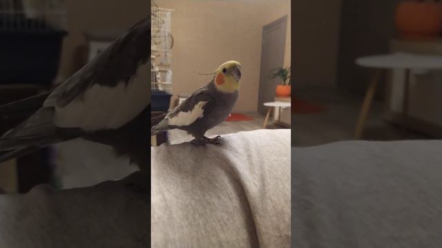 Корелла Гошка требует чтобы его гладили. Самая нежная корелла.