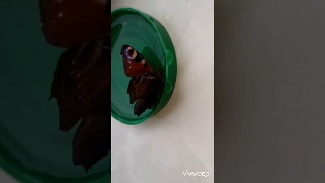Короткая жизнь бабочки смотреть онлайн